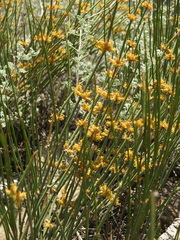Ephedra gerardiana
