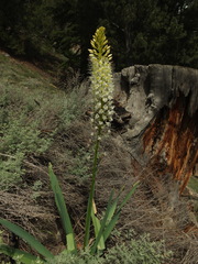 Eremurus himalaicus