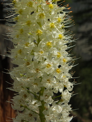 Eremurus himalaicus