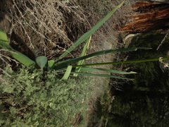 Eremurus himalaicus