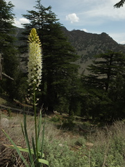 Eremurus himalaicus
