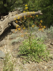 Ferula jaeschkeana