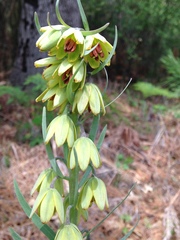 Fritillaria micrantha