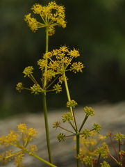 Ferula jaeschkeana