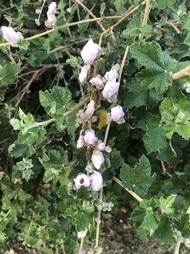 iNaturalist observation photo of southern coastal bushmallow