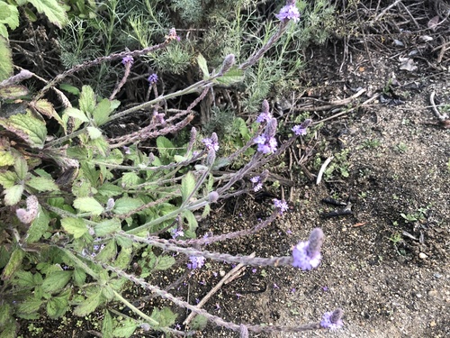 iNaturalist observation photo of western vervain