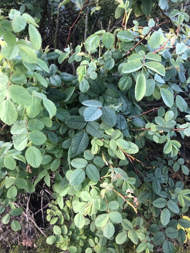 iNaturalist observation photo of California Wild Rose