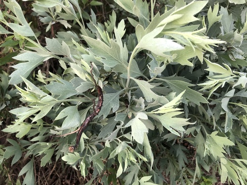 iNaturalist observation photo of Coulter's matilija poppy