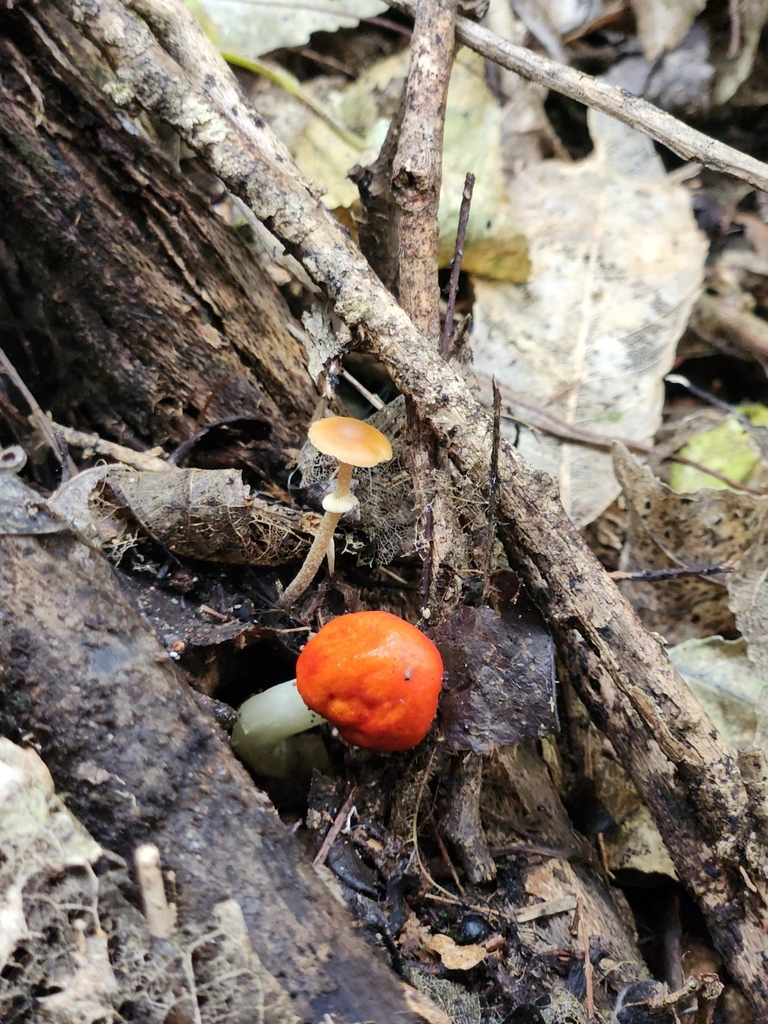 Leratiomyces erythrocephalus · March 2025 · photo: © squidney8 (iNaturalist, cc0)