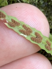 Asplenium ruprechtii, photograph (c) Daniel J. Layton, some rights reserved (CC BY)