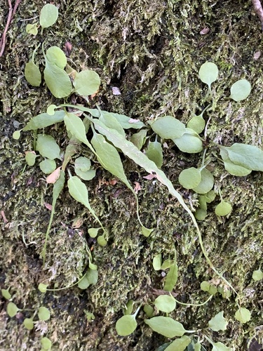 Asplenium ruprechtii, photograph 4