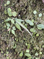Asplenium ruprechtii, photograph (c) Daniel J. Layton, some rights reserved (CC BY)