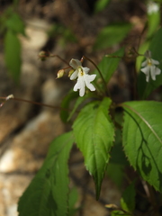 Impatiens brachycentra