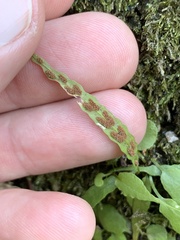 Asplenium ruprechtii, photograph (c) Daniel J. Layton, some rights reserved (CC BY)