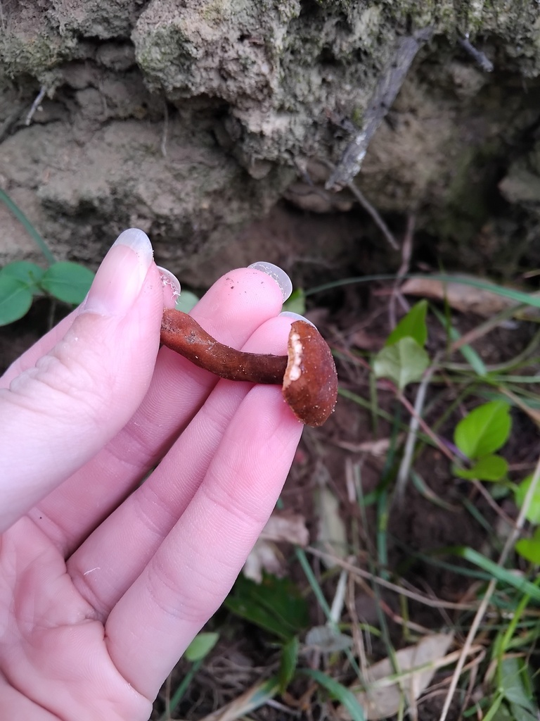 Gyroporus mcnabbii · March 2025 · photo: © sofiazed1 (iNaturalist, cc-by)