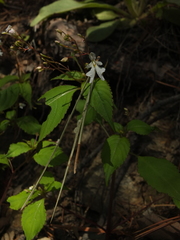 Impatiens brachycentra