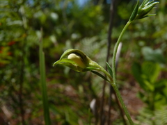 Crotalaria purshii