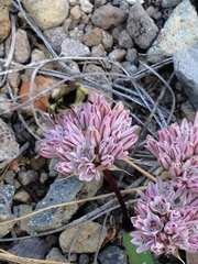 Allium obtusum conspicuum