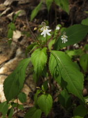 Impatiens brachycentra