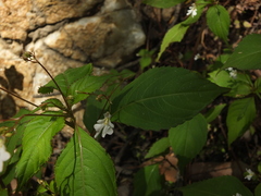 Impatiens brachycentra