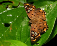 Coladenia indrani