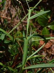 Crotalaria purshii