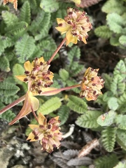 Bupleurum americanum