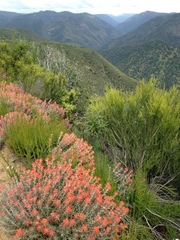 Castilleja foliolosa