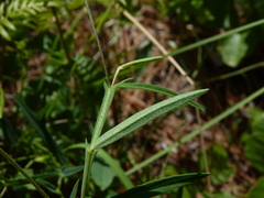 Crotalaria purshii