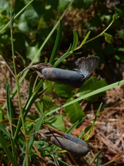 Crotalaria purshii