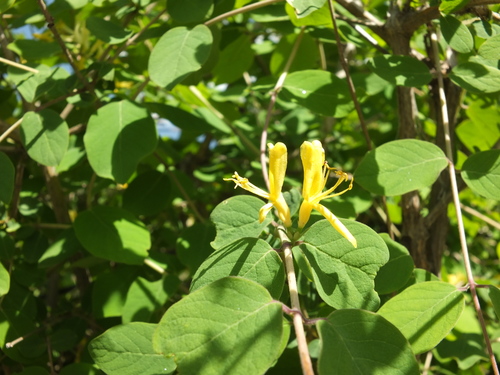 Lonicera quinquelocularis