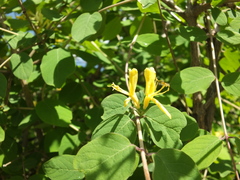 Lonicera quinquelocularis