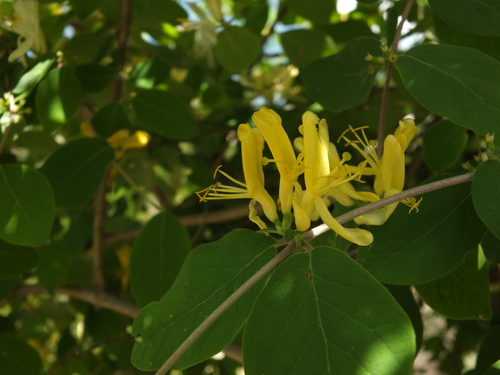 Lonicera quinquelocularis, photograph 1