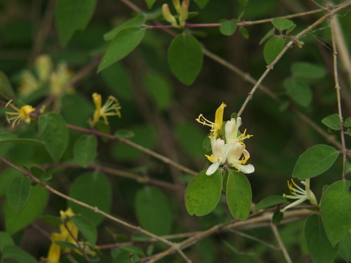 Lonicera quinquelocularis, photograph 2