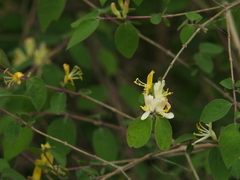 (c) Siddarth Machado, some rights reserved (CC BY) Lonicera quinquelocularis, photograph (c) Siddarth Machado, some rights reserved (CC BY)