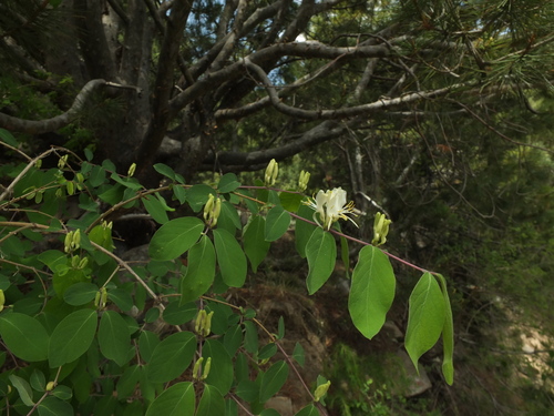 Lonicera quinquelocularis, photograph 3