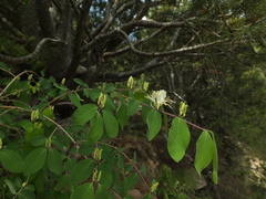 (c) Siddarth Machado, some rights reserved (CC BY) Lonicera quinquelocularis, photograph (c) Siddarth Machado, some rights reserved (CC BY)