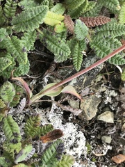 Bupleurum americanum