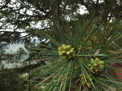Pinus gerardiana