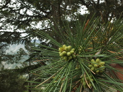 Pinus gerardiana