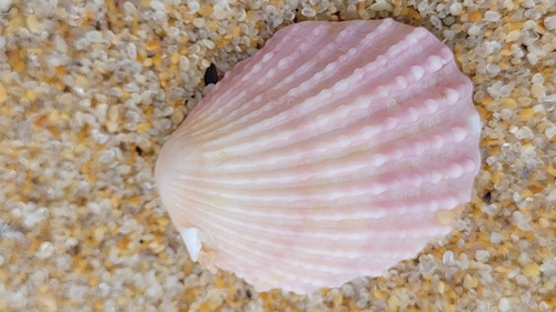 Neotrigonia margaritacea observed 2025-03-22