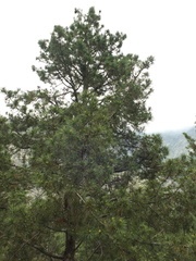 Pinus gerardiana, photograph (c) Siddarth Machado, some rights reserved (CC BY)
