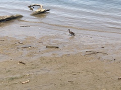 Anas platyrhynchos