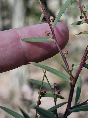 Image of Acacia siculiformis by (c) ronavery, some rights reserved (CC BY)
