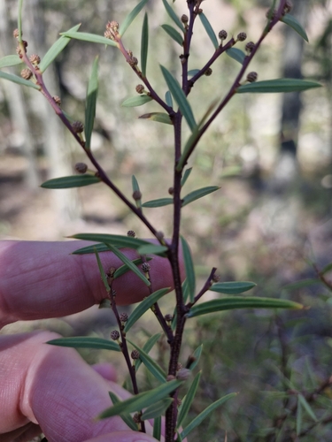 Image of Acacia siculiformis by (c) ronavery, some rights reserved (CC BY)