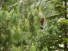 Pinus wallichiana