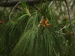 Pinus wallichiana