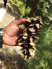 Pinus wallichiana