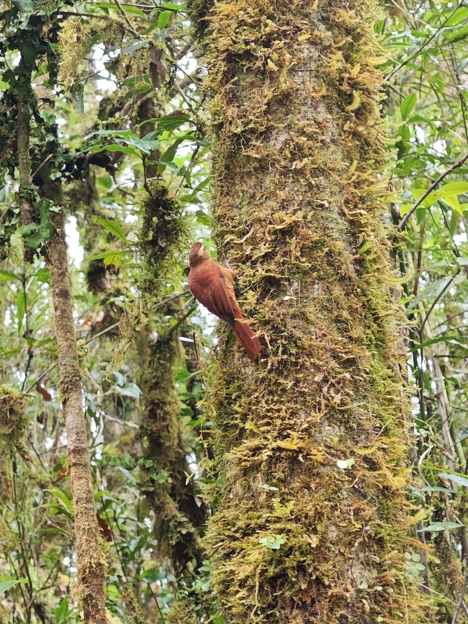 Ruddy Treerunner (Margarornis rubiginosus), photo 9