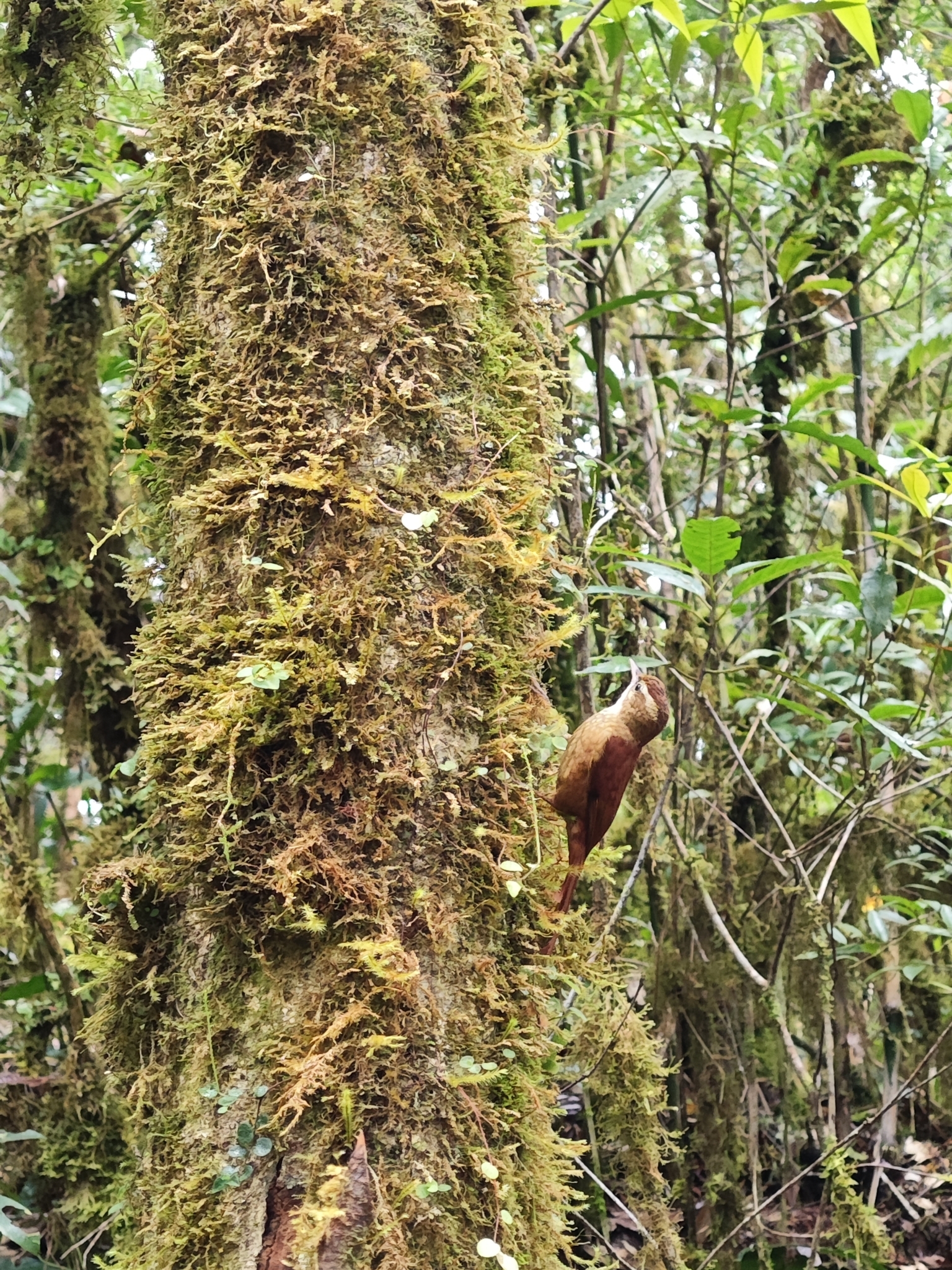 Ruddy Treerunner (Margarornis rubiginosus), photo 10